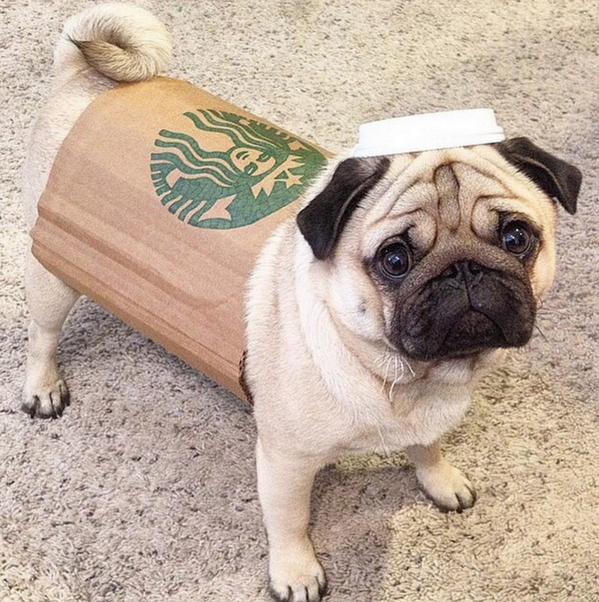 6 Funny Pet Costumes for Halloween Inspiration