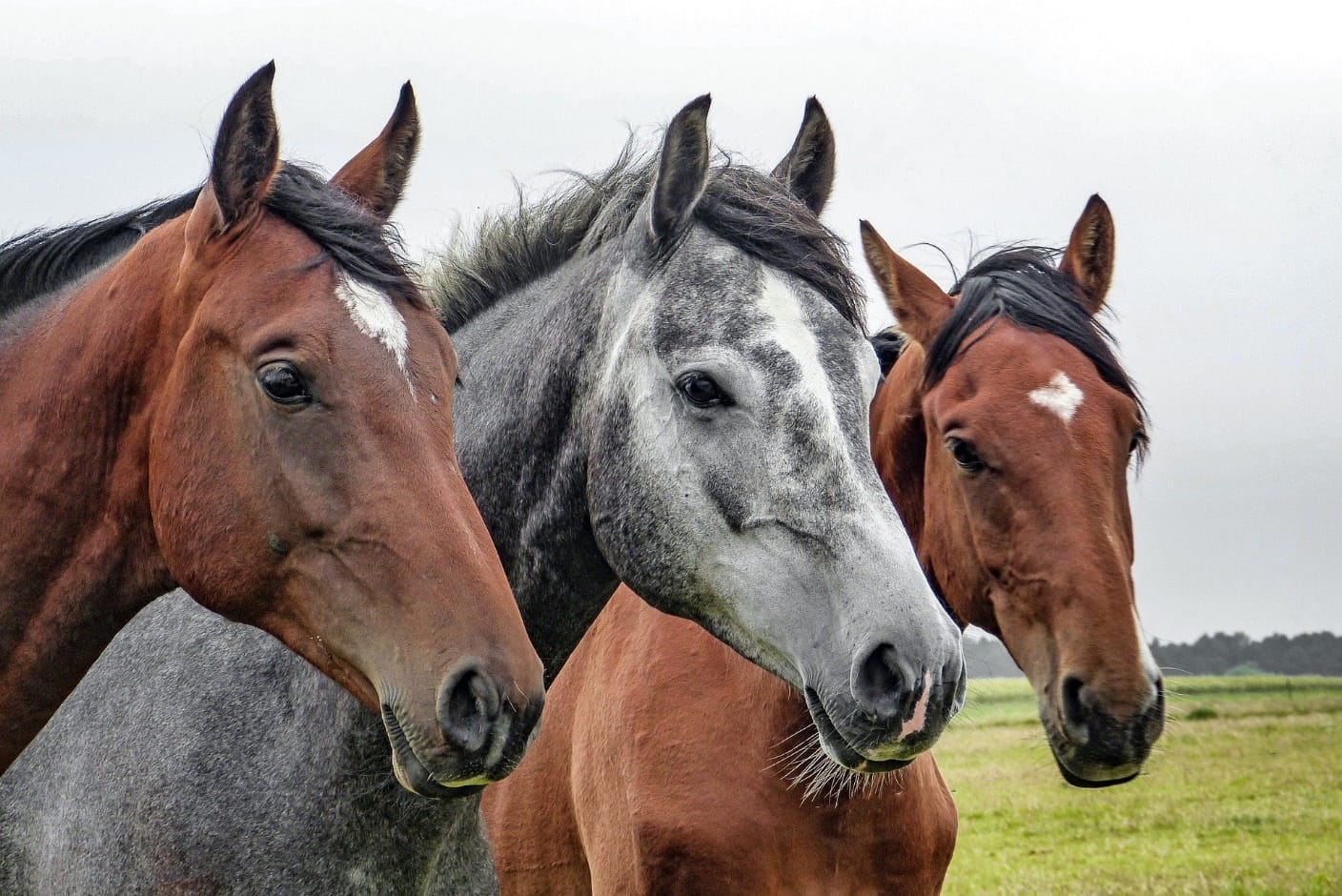 Why You Should Use CBD Oil for Horses