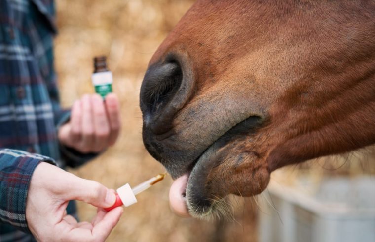 Why-You-Should-Use-CBD-Oil-for-Horses-2-760x492