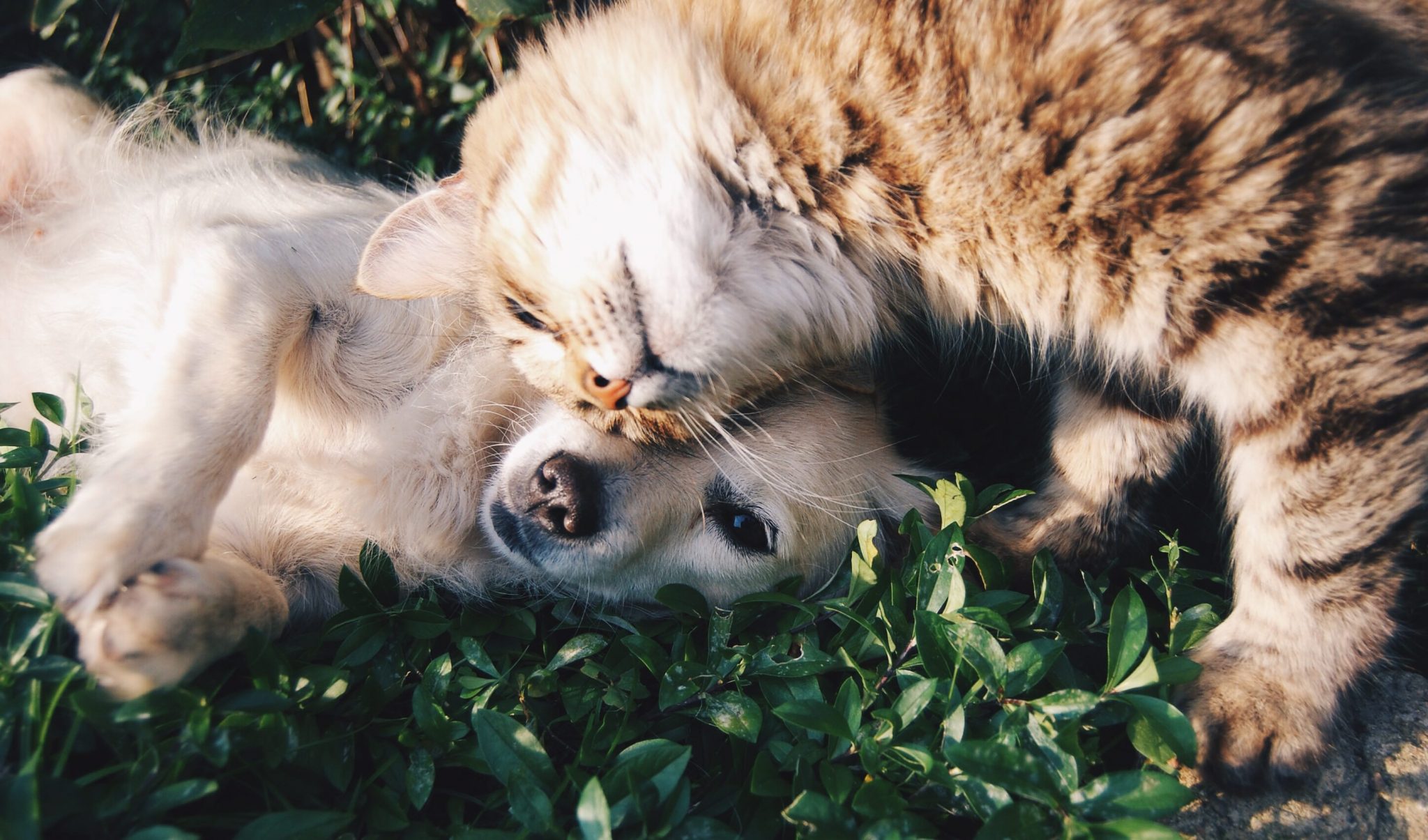 10 Unusual Yet Adorable Animal Friendships