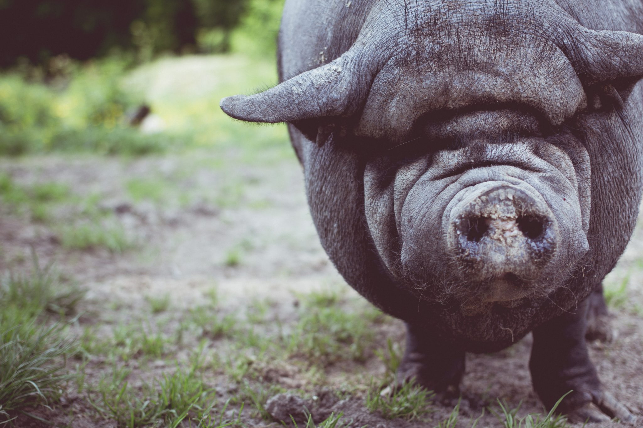 5 Pigs More Popular Than Your Dog On Instagram