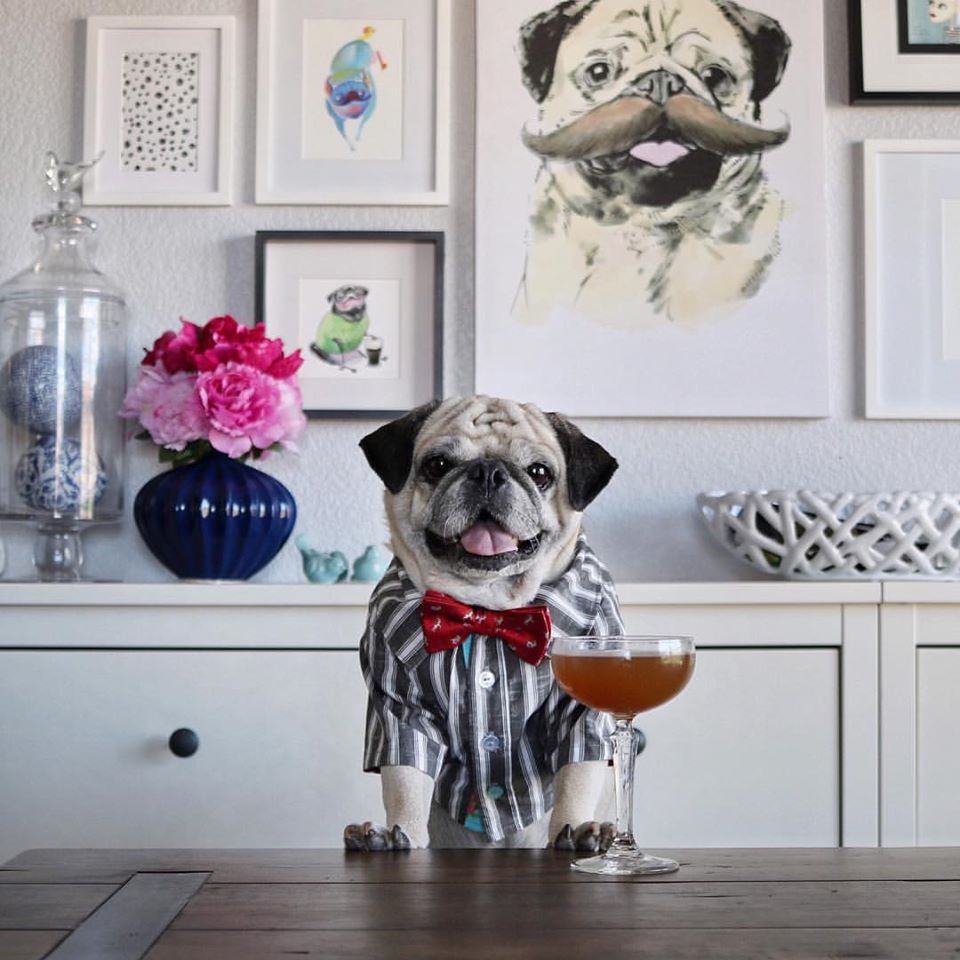 Rocco the Pug Is Instagram's Best Bartender