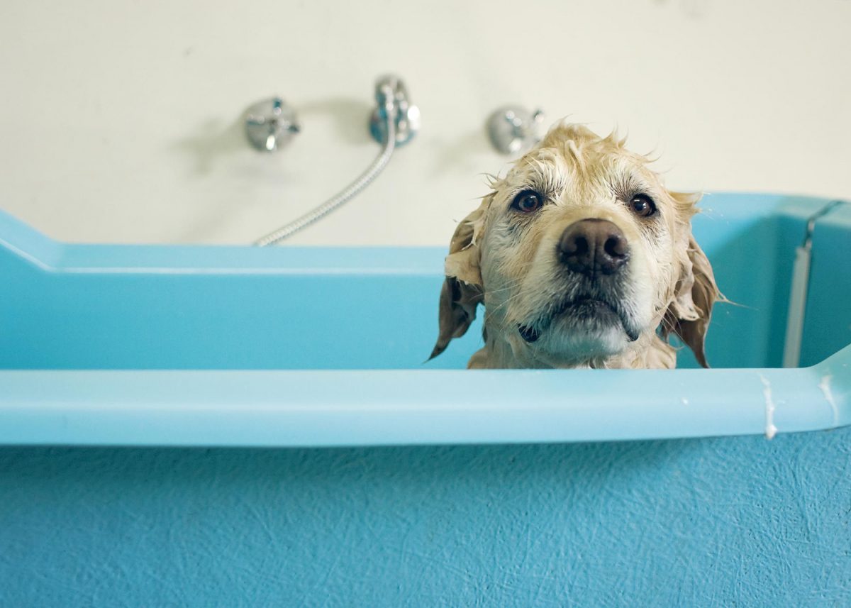 wet-dog-in-bath-57b753985f9b58cdfdd1a59a-1200x857