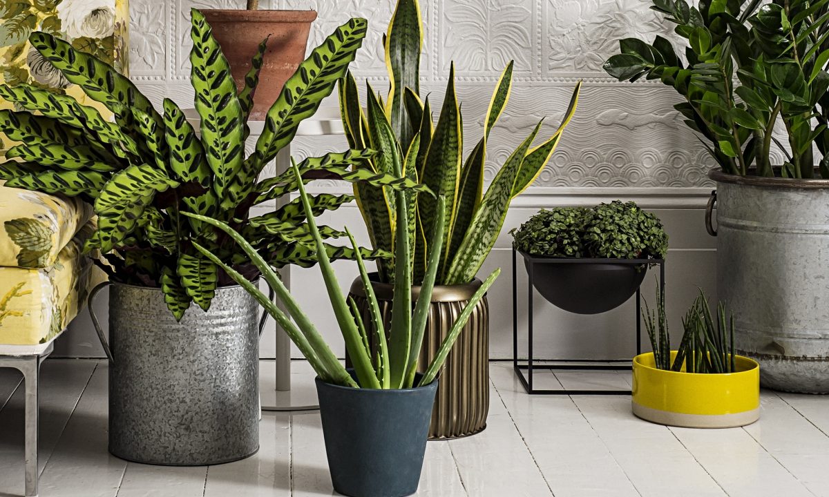 Homes-houseplants-009-1200x720