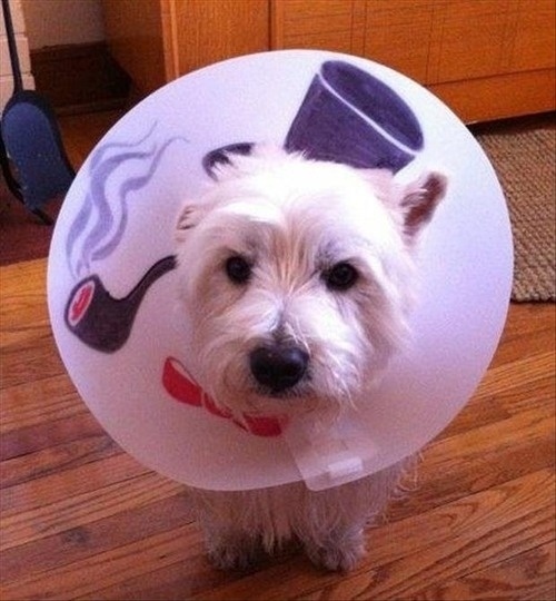 Life of Trends - Cone of Shame 1