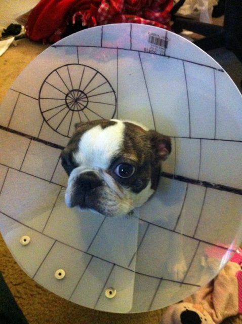 Life of Trends - Cone of Shame 6