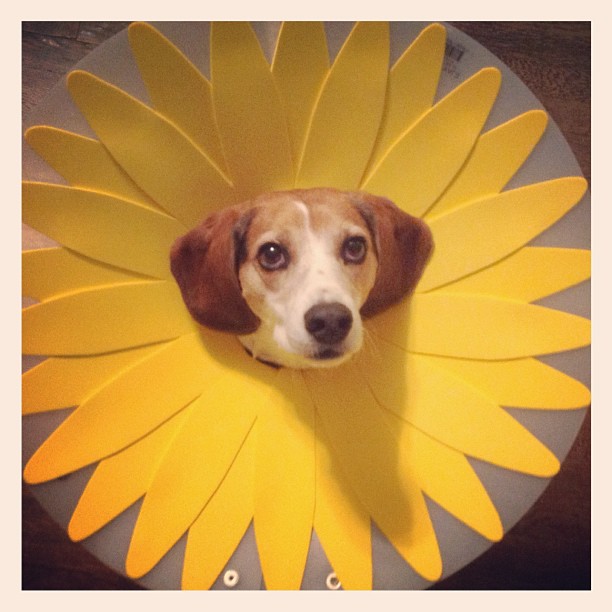 8 Animals That WORKED Their Cone of Shame
