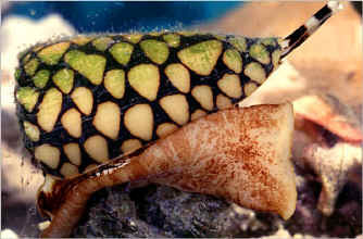 marbled-cone-snail