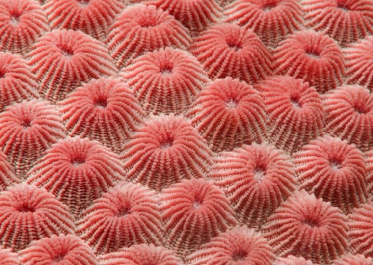 coral trypophobia