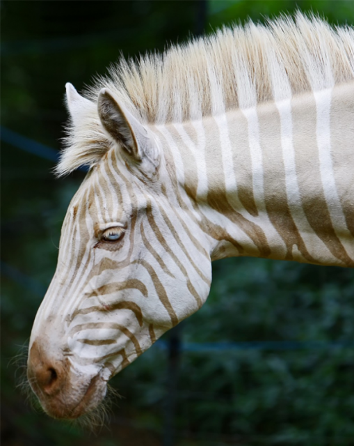 albino-animals-3