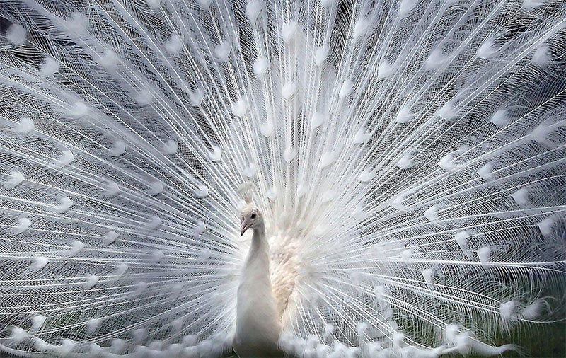 These Rare Albino Animals Show That Being Different Is Beautiful