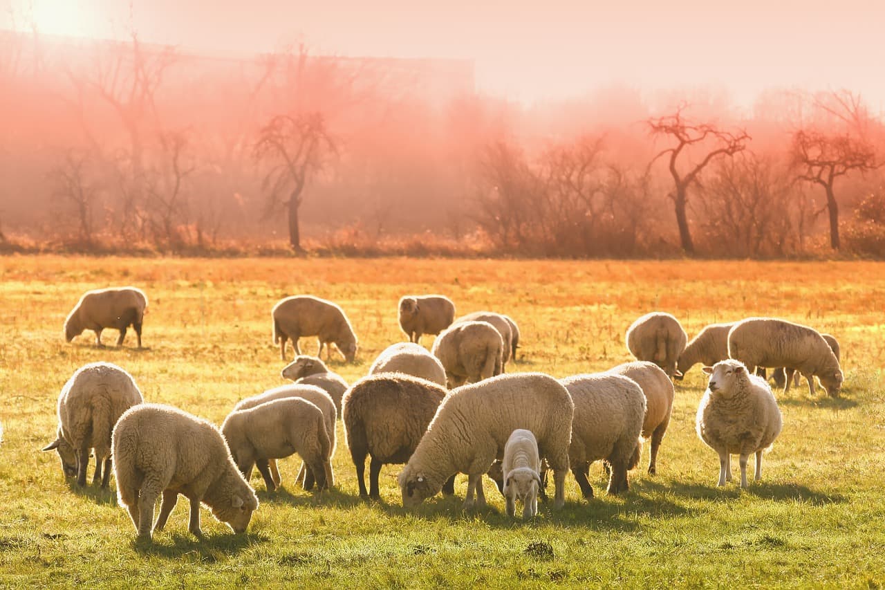 How Many Breeds of Sheep Are There?