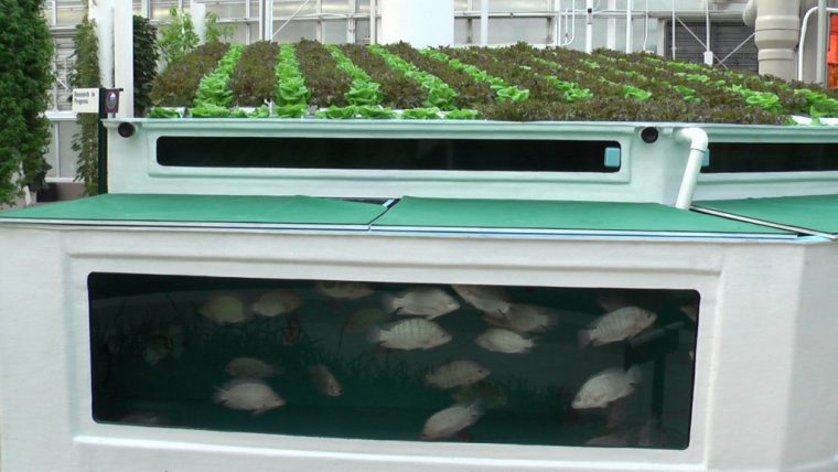 aquaponics system