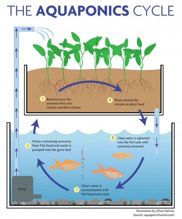 how aquaponics work