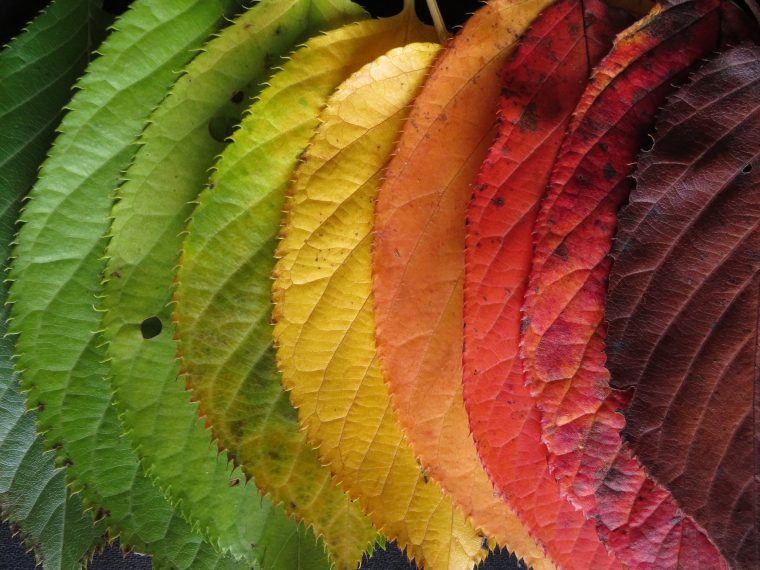 autumn-leaves-1460734_1920-760x570