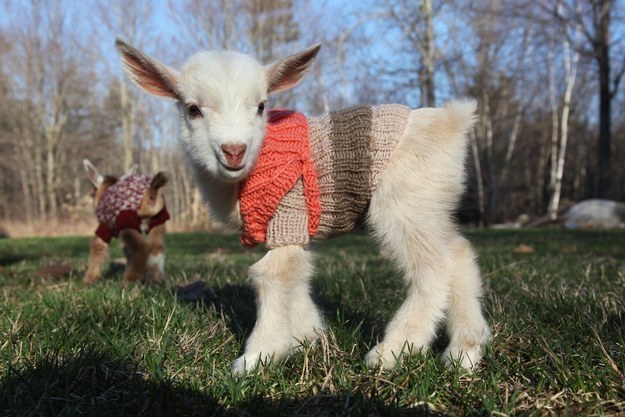 These Baby Goats Wearing Sweaters Are the Cutest Thing on the Internet