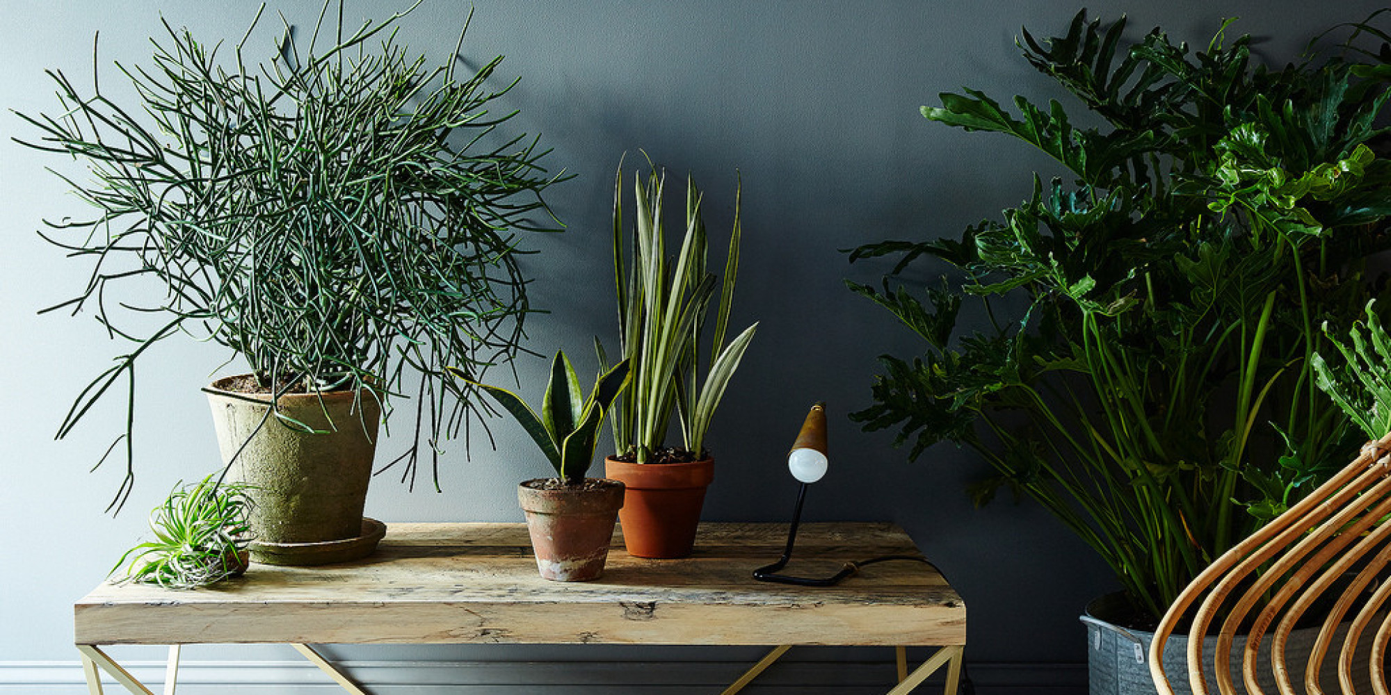How Getting A Houseplant Can Improve The Quality Of Your Home