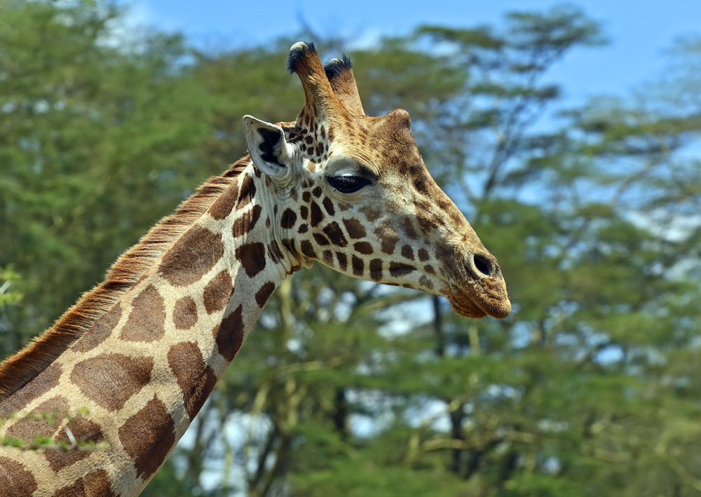 Giraffes Are Facing a "Silent Extinction"