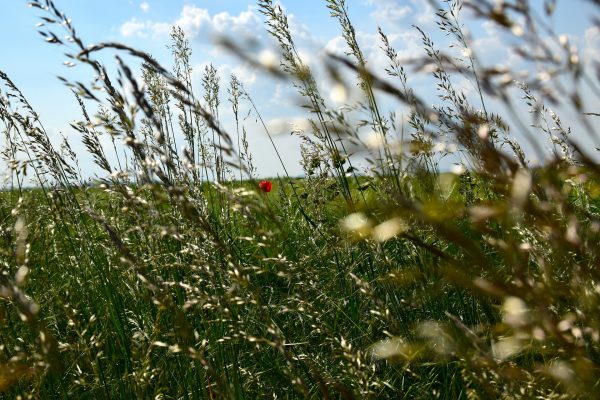 grasses-1438154_1920-600x400