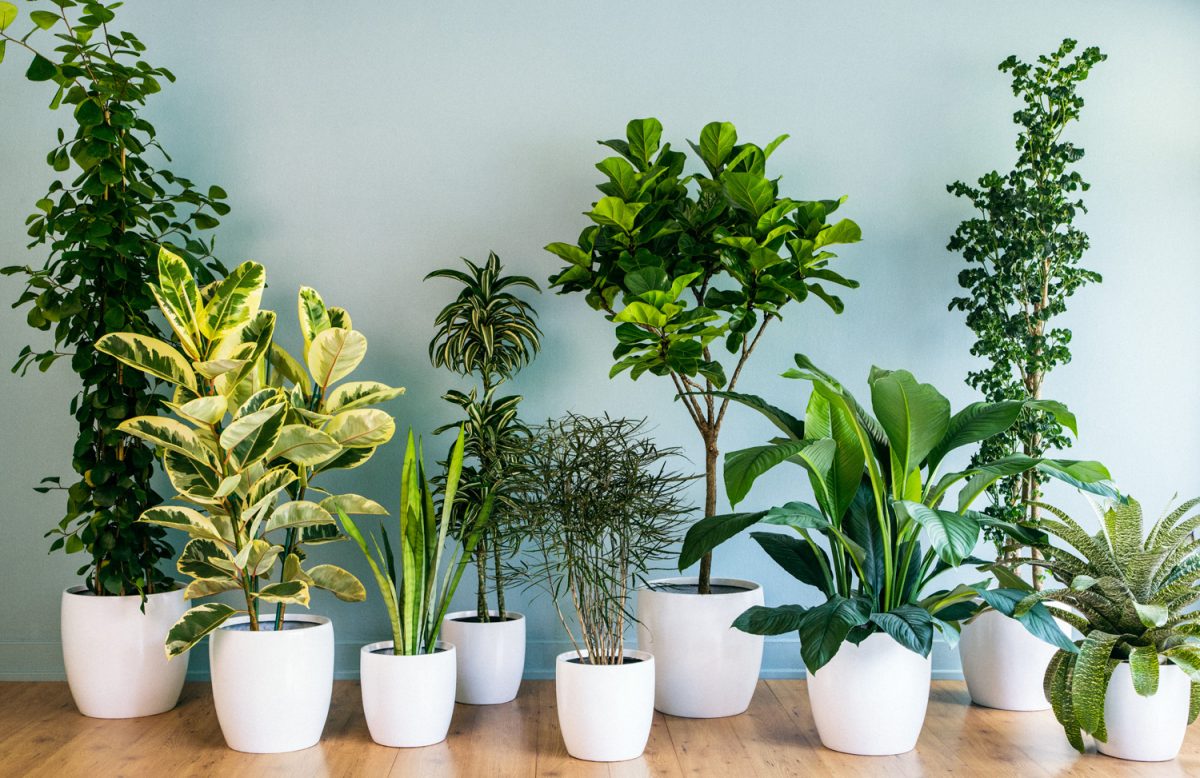 house-plants-decor-grouping-0213-1200x778