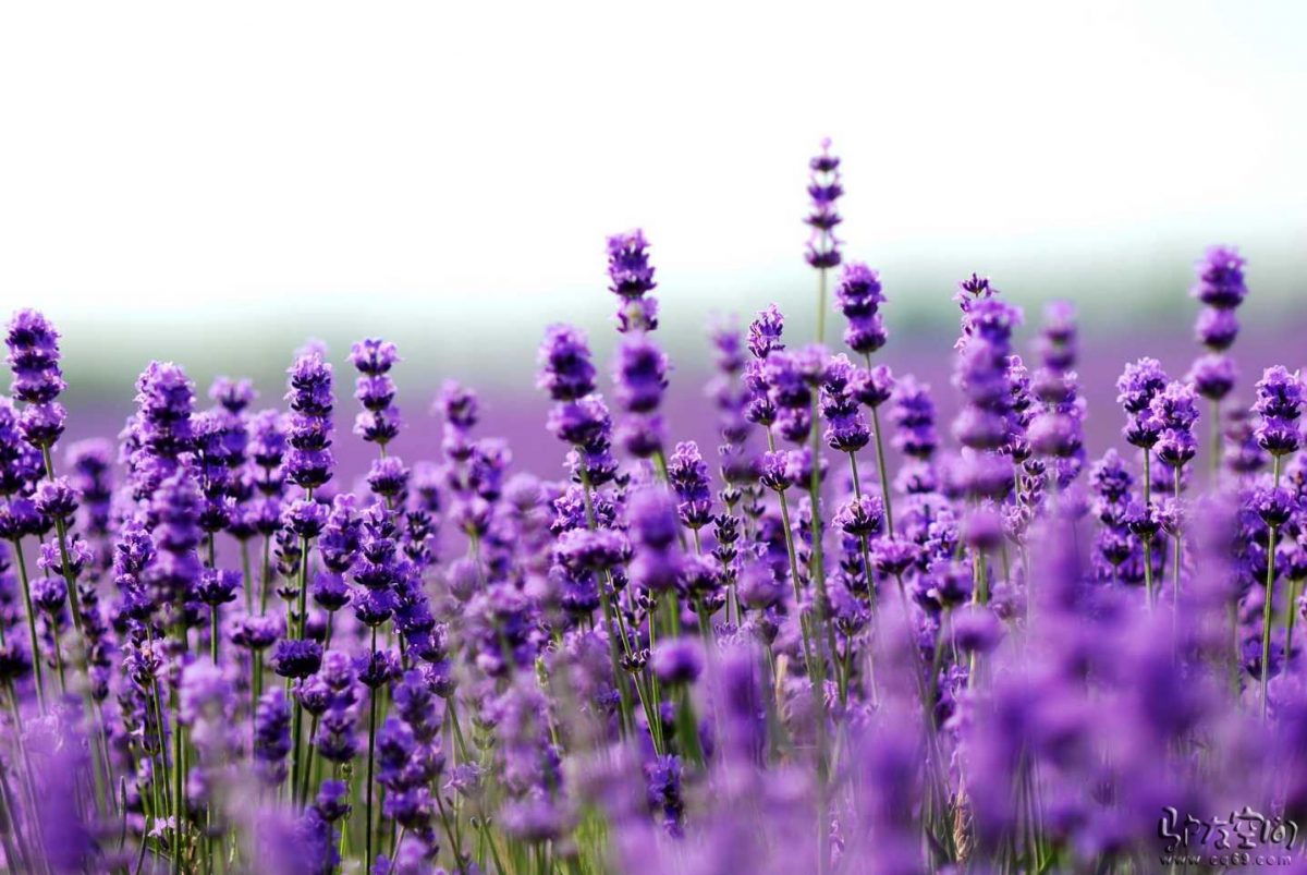 lavender21-1200x803