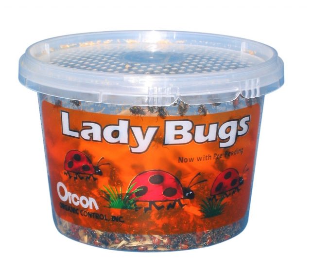 live lady bugs
