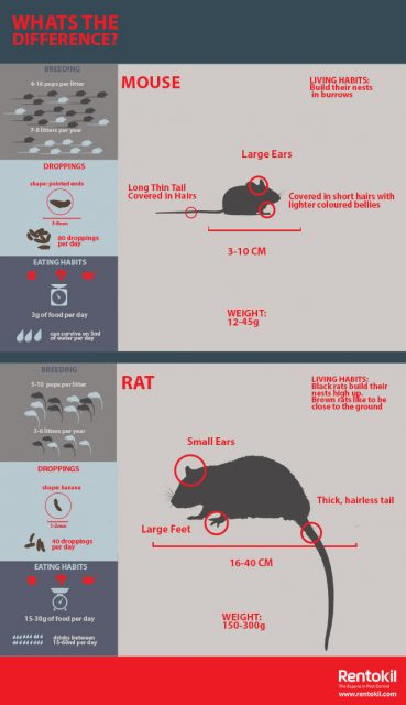 main_rat-vs-mouse-infographic