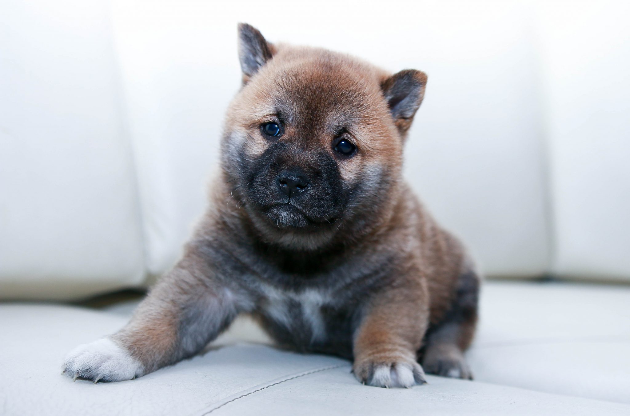 These Mixed Breed Dogs Are Beyond Cute AF