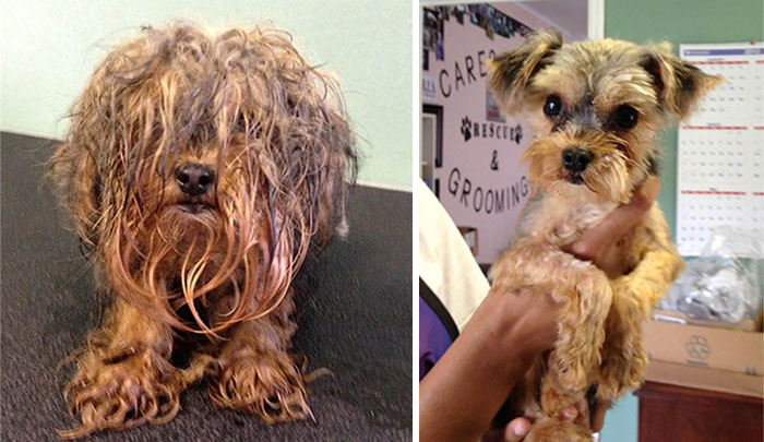 These Before and After Photos of Adopted Dogs Will Make Your Day
