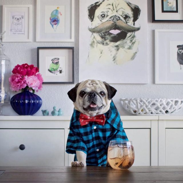 rocco-the-pug-5