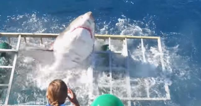 Video of Shark Breaking into Cage with Diver inside Goes Viral