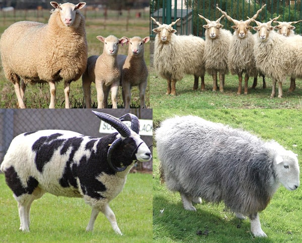 breeds of sheep