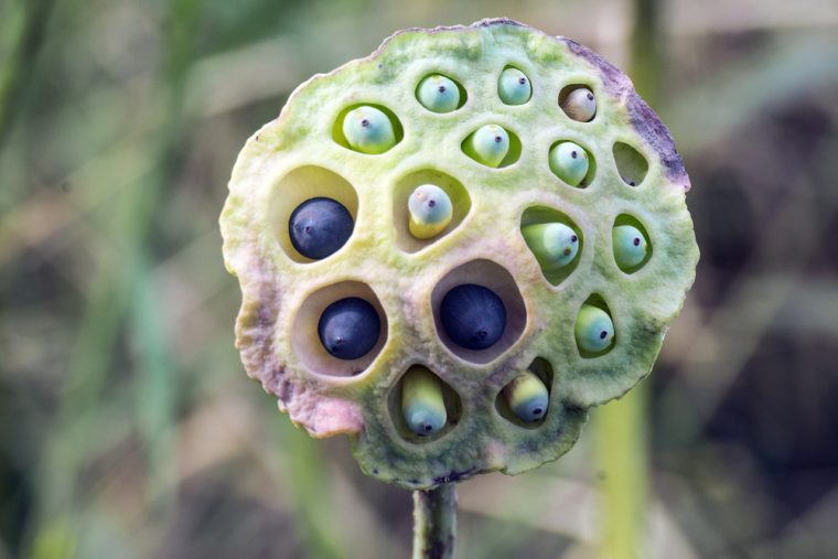 lotus pod trypophobia