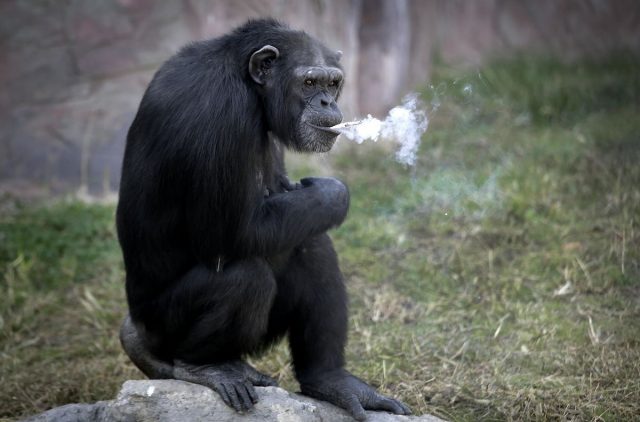 smoking-chimp-2