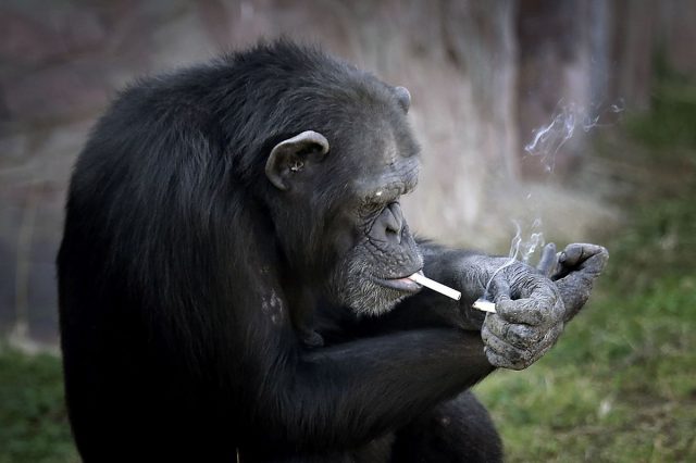 smoking-chimp-3