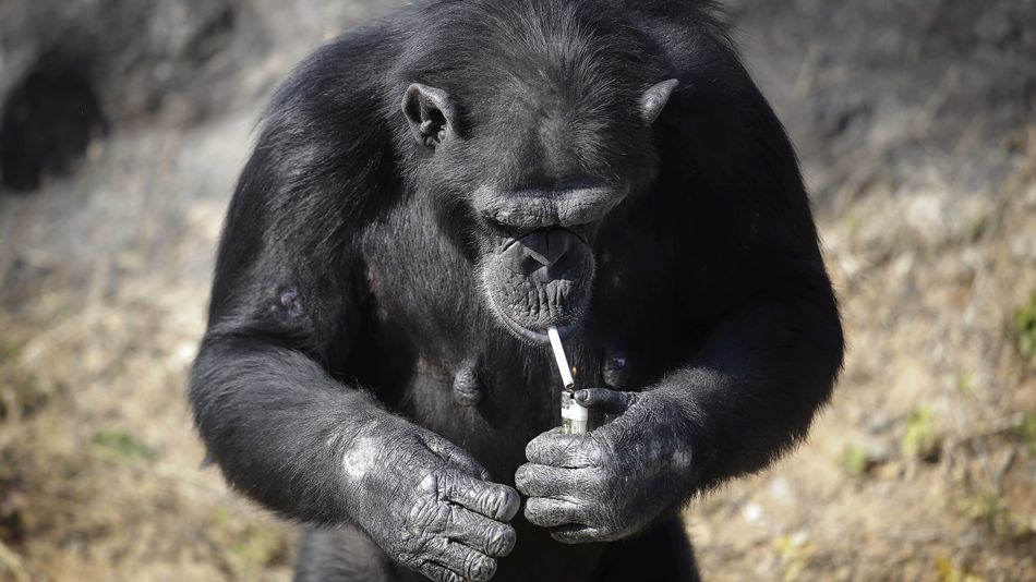 This Chimp in North Korean Zoo Smokes a Pack of Cigarettes a Day
