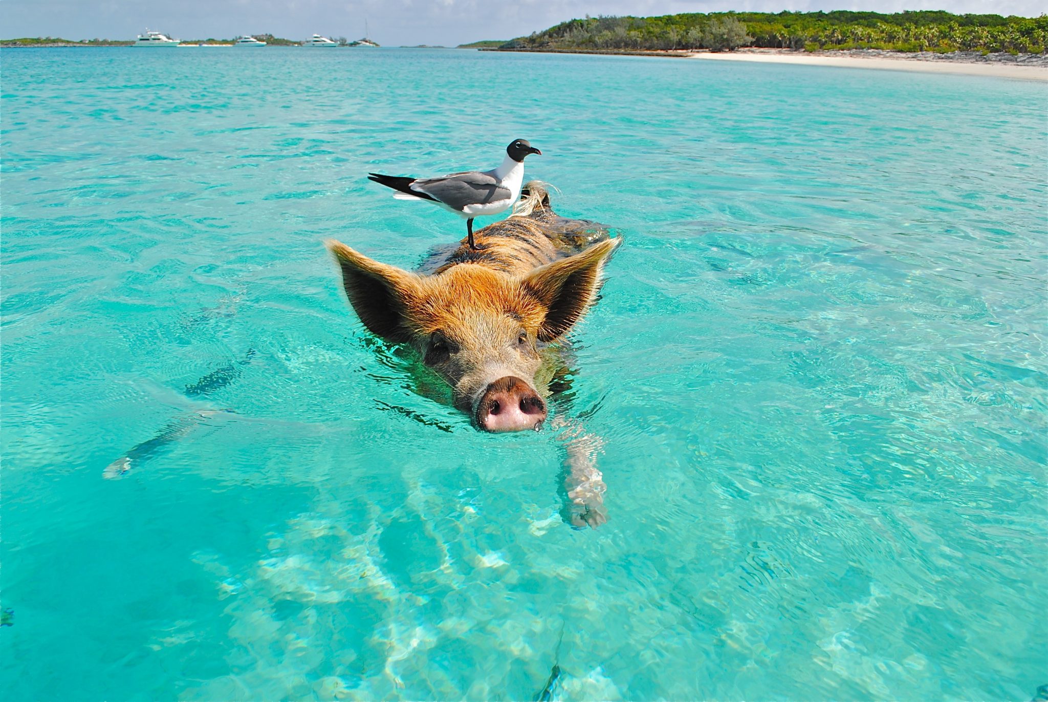 Everyone Wants To Flee The Fyre Festival