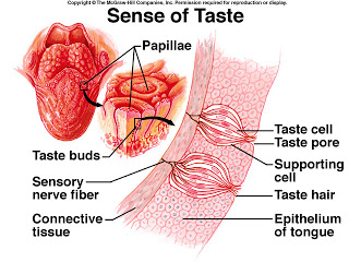 taste-buds