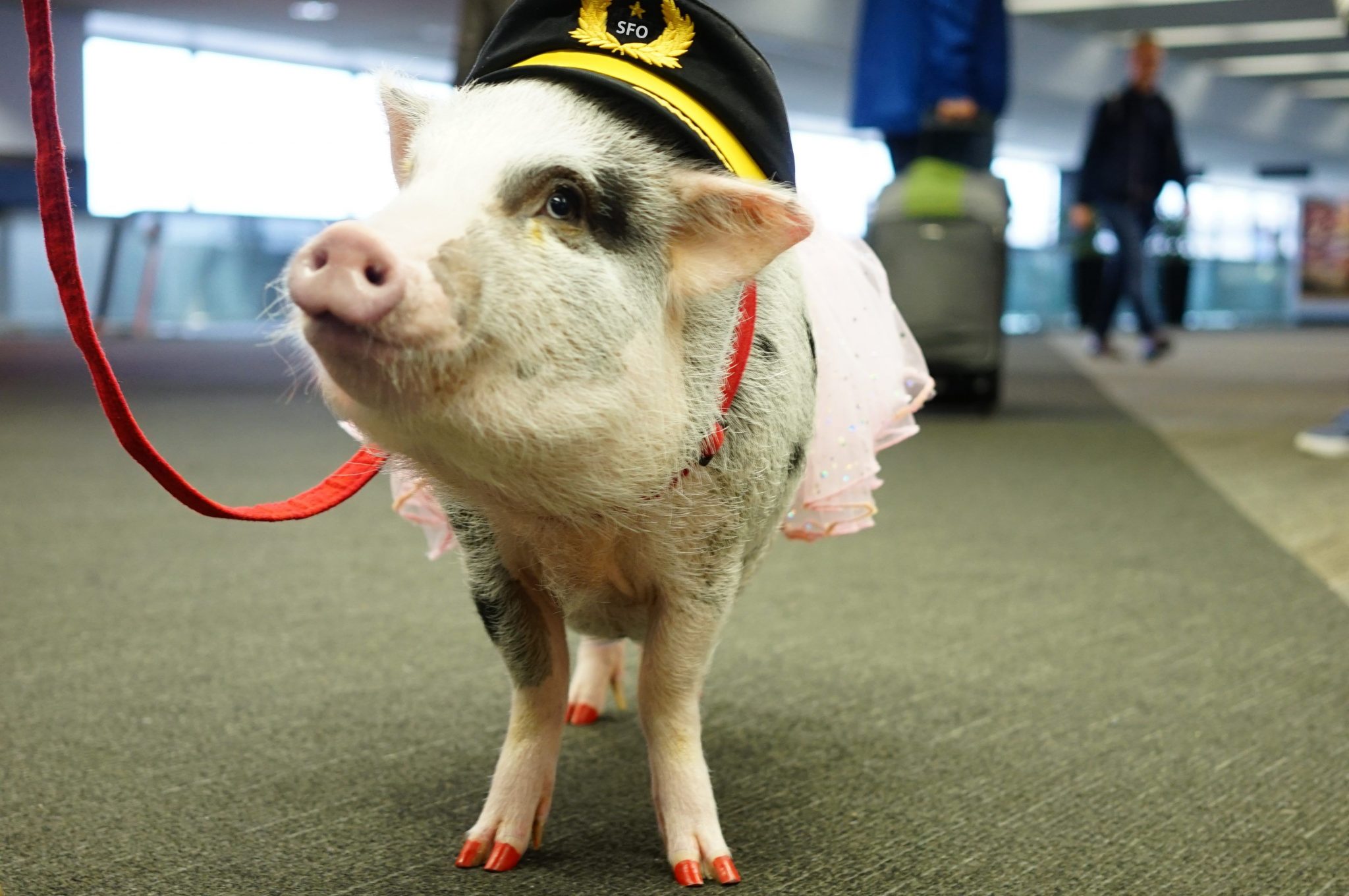 San Francisco Airport Introduces Its First Therapy Pig