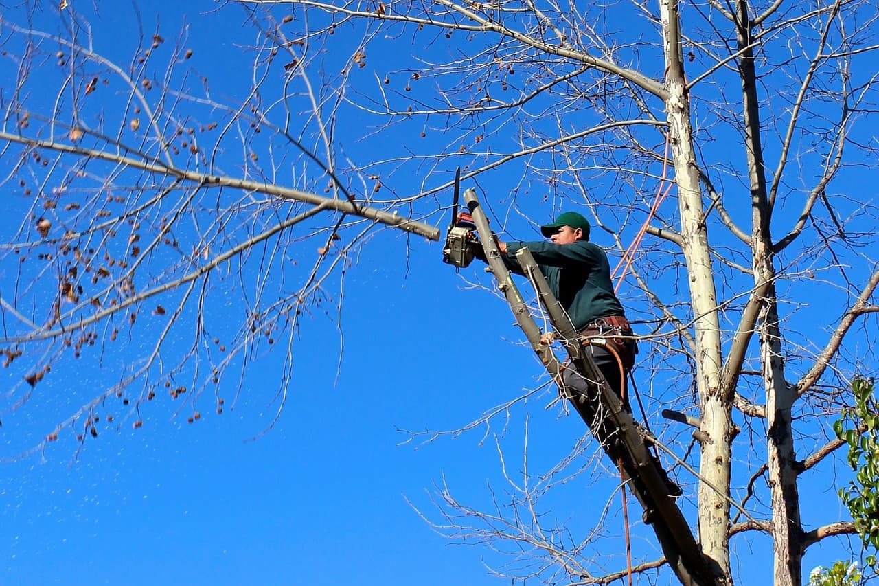 6 Things You Need When Starting a Tree Trimmer Business