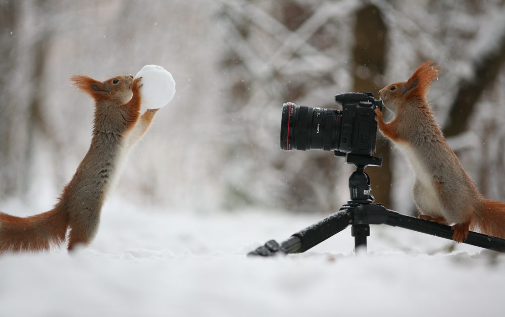 Russian Photographer Takes Photos of Squirrels Taking Photos