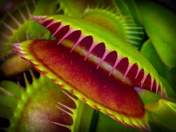 venus-flytrap-mark-freeth-600x449